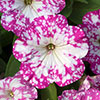 Petunia Pink and Night Sky Collection