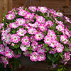 Petunia Pink and Night Sky Collection