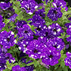 Petunia Pink and Night Sky Collection