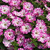 Petunia Pink Sky Petunia Pink Sky