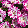 Petunia Pink Sky Petunia Pink Sky