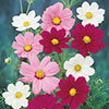 Cosmos Sonata Mixed