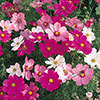 Cosmos Sonata Mixed
