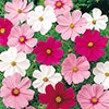 Cosmos Sonata Mixed Cosmos Sonata Mixed