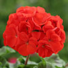Upright Geranium Firecracker