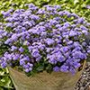 Ageratum Monarch Magic