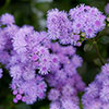 Ageratum Monarch Magic
