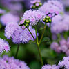 Ageratum Monarch Magic