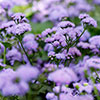 Ageratum Monarch Magic