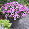 Petunia Famous Lavender Blush