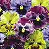 Pansy Frizzle Sizzle Mix