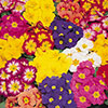 Primrose Bonelli Mix