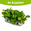 Polyanthus Spring Fever Mix Polyanthus Spring Fever Mix
