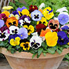 Pansy Matrix Mix Pansy Matrix Mix