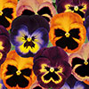 Pansy Matrix Mix Pansy Matrix Mix