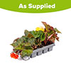 Begonia Super Cascade