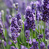 Lavender Hidcote Lavender Hidcote
