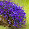 Lobelia Crystal Palace Blue