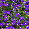 Lobelia Crystal Palace Blue