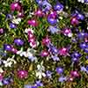 Lobelia Trail Away Mix