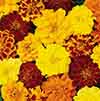 Marigold Durango Mix Marigold Durango Mix