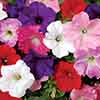 Petunia Easy Wave Mix