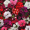 Verbena Quartz Mix Verbena Quartz Mix