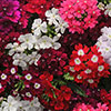 Verbena Quartz Mix Verbena Quartz Mix