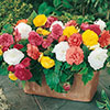 Begonia Non-Stop Mix Begonia Non-Stop Mix