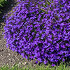 Lobelia Crystal Palace Blue