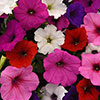 Petunia Easy Wave Ultimate Mix