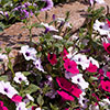 Petunia Easy Wave Ultimate Mix