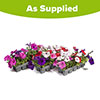 Petunia Easy Wave Ultimate Mix