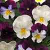 Pansy Cool Wave Berries & Cream