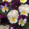 Pansy Cool Wave Berries & Cream
