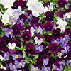 Pansy Cool Wave Berries & Cream