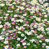 Erigeron Sea of Blossom Erigeron Sea of Blossom