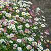 Erigeron Sea of Blossom Erigeron Sea of Blossom