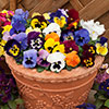 Pansy Matrix Mix
