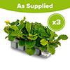 Polyanthus Spring Fever Mix Polyanthus Spring Fever Mix