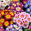 Primrose Bonelli Bicolour Mix Primrose Bonelli Bicolour Mix