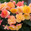 Begonia On Top Sunset Shades