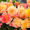 Begonia On Top Sunset Shades Begonia On Top Sunset Shades