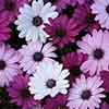 Osteospermum Akila Berries and Cream Mix