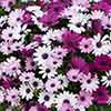 Osteospermum Akila Berries and Cream Mix