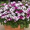 Osteospermum Akila Berries and Cream Mix