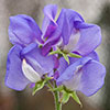 Fragrant Sweet Pea Cut Flowers
