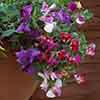 Fragrant Trailing Sweet Pea Fragrant Trailing Sweet Pea