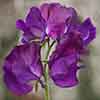 Fragrant Patio Perfect Sweet Peas
