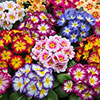 Harvest Festival Bedding Collection